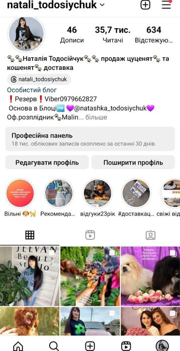 Такса кроль/міні дівчинка шоколад