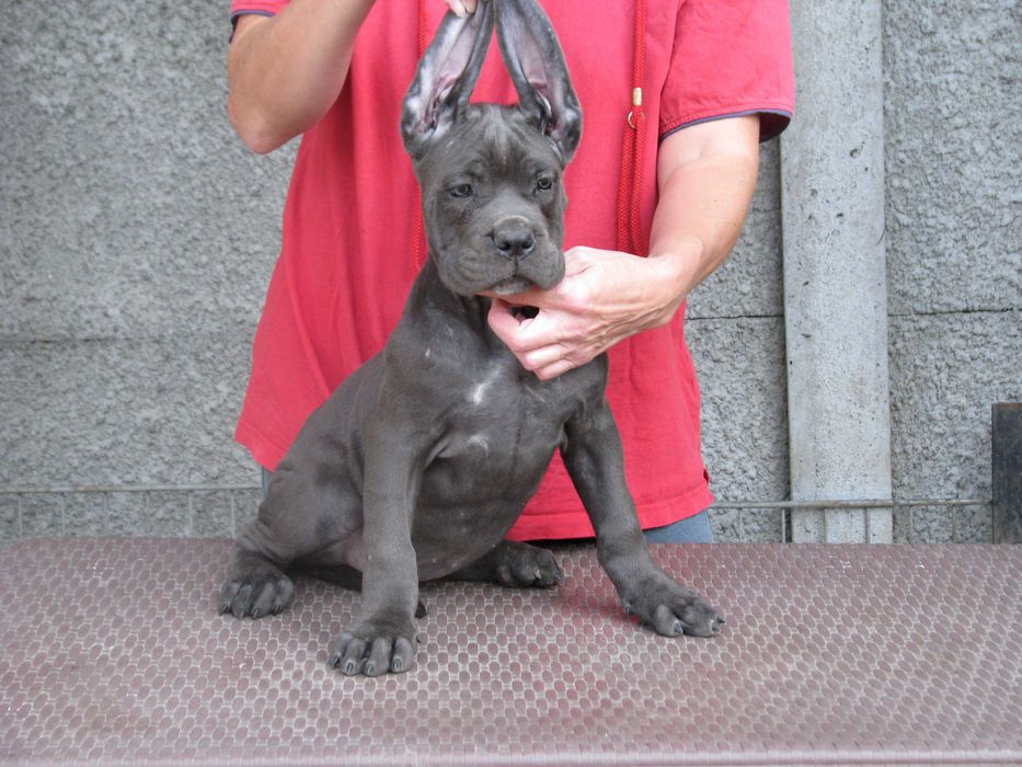 Cane corso szczenie FCI (ZKwP)