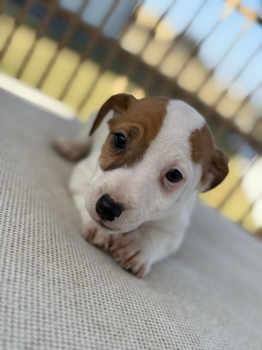 Jack Russell Terrier Suczka