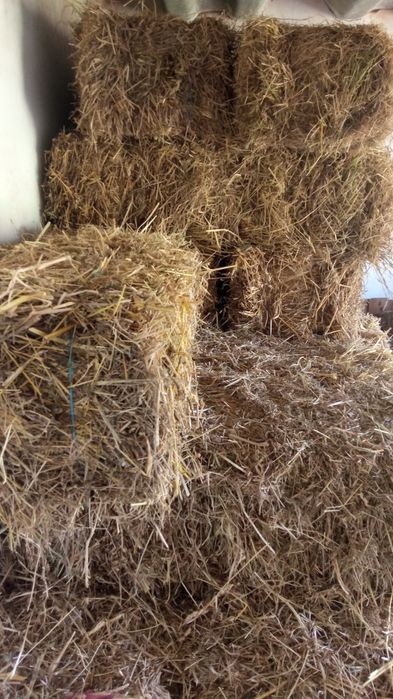 Feno Nascediço para venda (fardos pequenos 30kg)