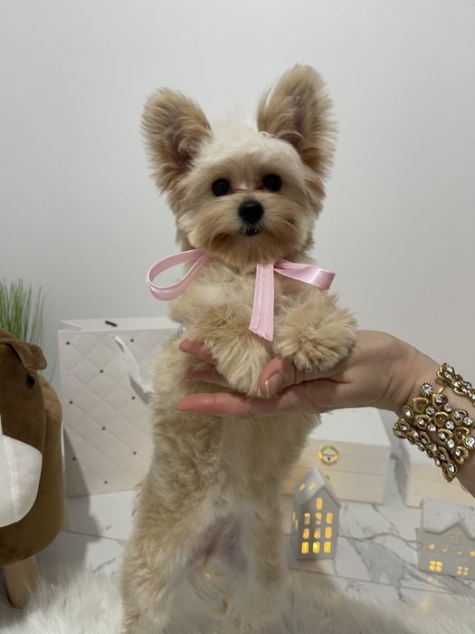 Помапу — Гарантовано закохаєтесь з першого погляду