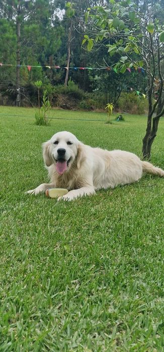 Golden  retriever