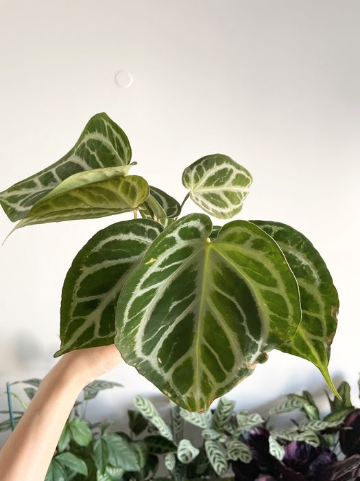 Conjunto plantas de interior