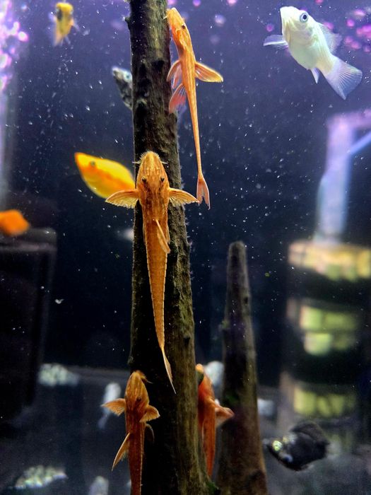 Loricaria red lizard