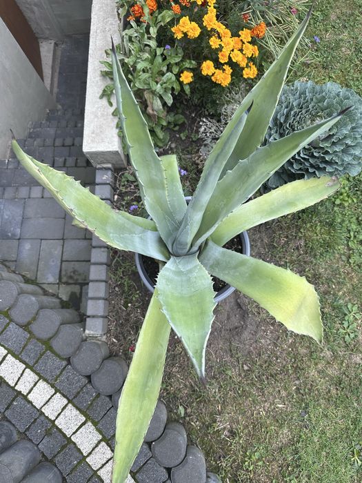 Duża Żywa zielona egzotyczna roślina agawa na działkę do ogrodu