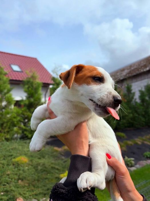 Jack Russell Terrier