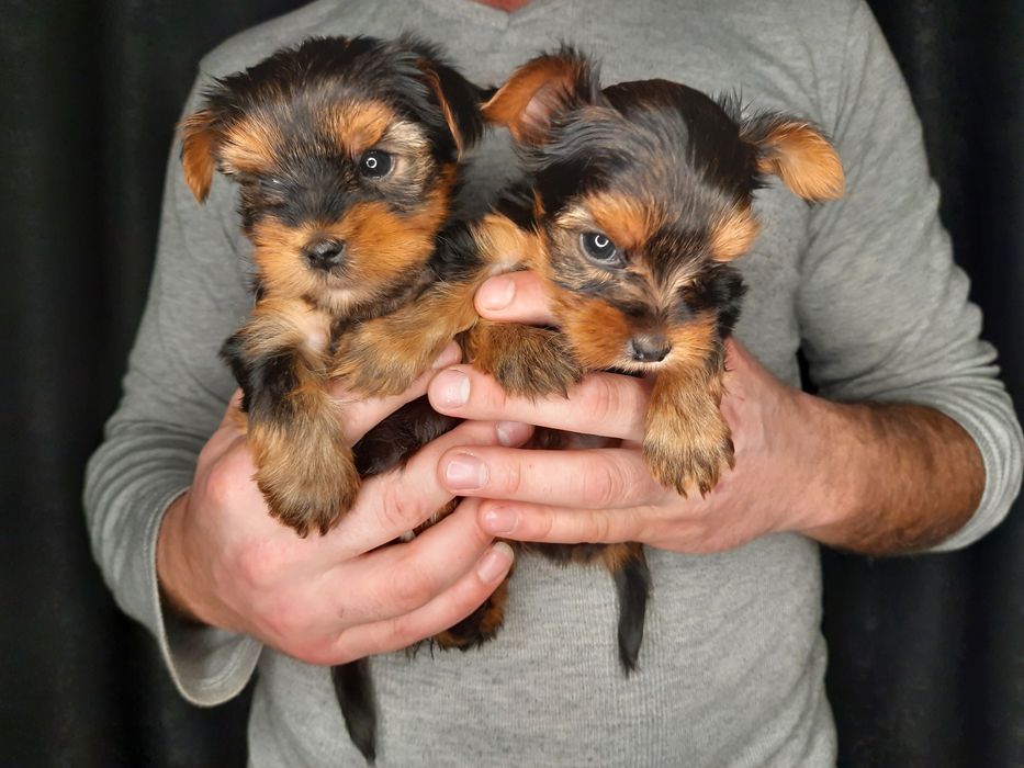 Обаятельные и привлекательные