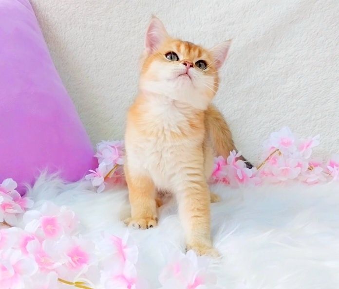 Шикарний шотландський котик