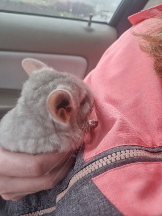 Witam sprzedam шиншила szynszyl chinchilla barwy beżowej. Szylek młody