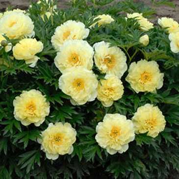 Півонія - королева саду