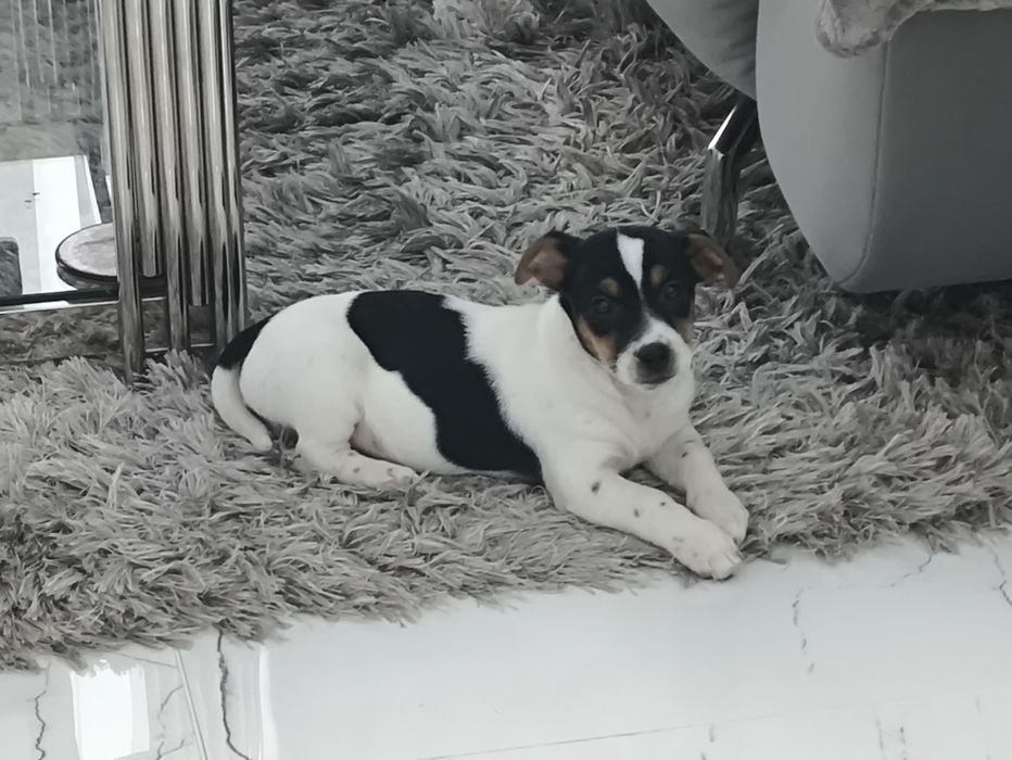Jack Russell Terrier