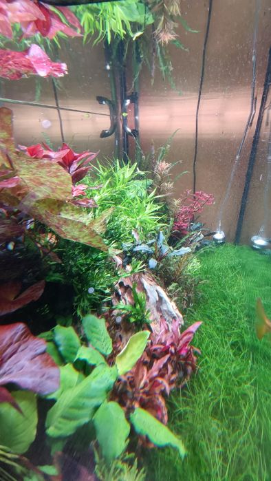 Rośliny do akwarium