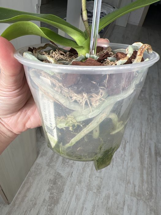 Продам орхідею Milky Way