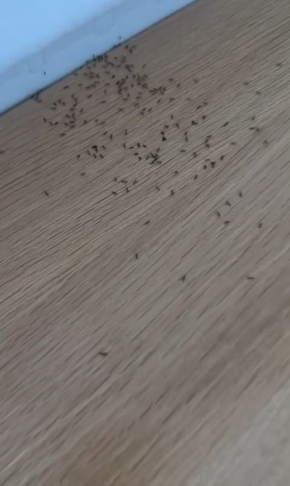 Pragas / Controlo de pragas