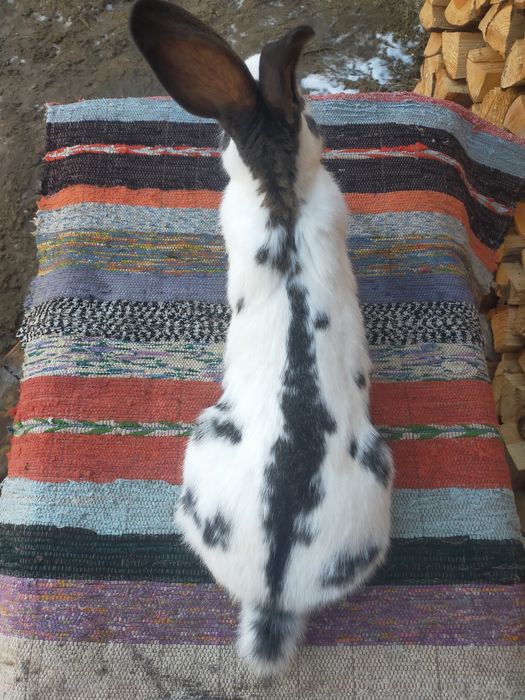 Кролики. Строкачі та Шиншила.