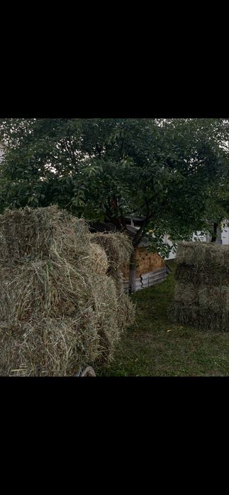 Тюки, сіно в тюках, отава. Урожай цього року