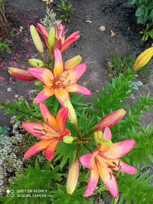 Продаются лилии,