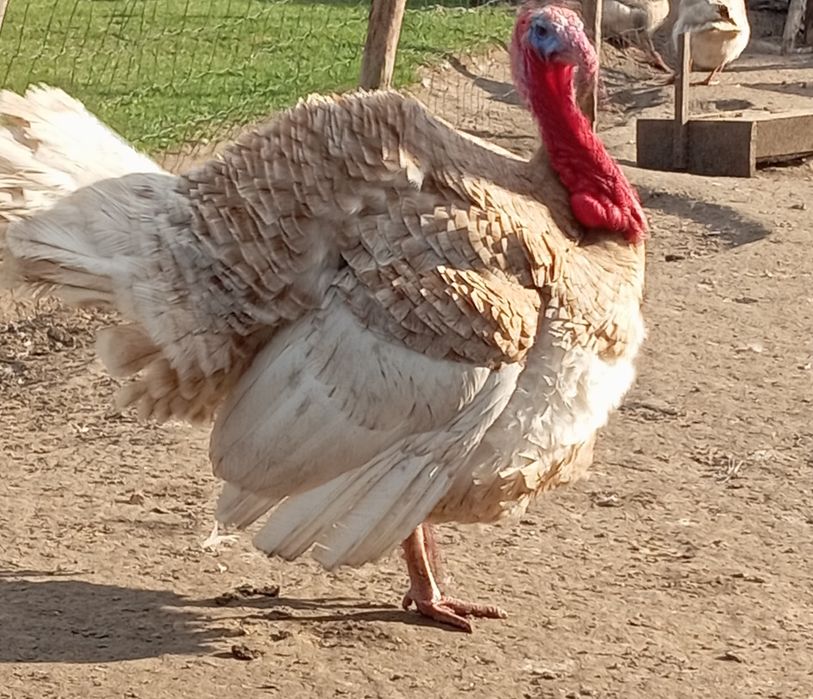 Kaczki, Kaczory , gęsi, indyki