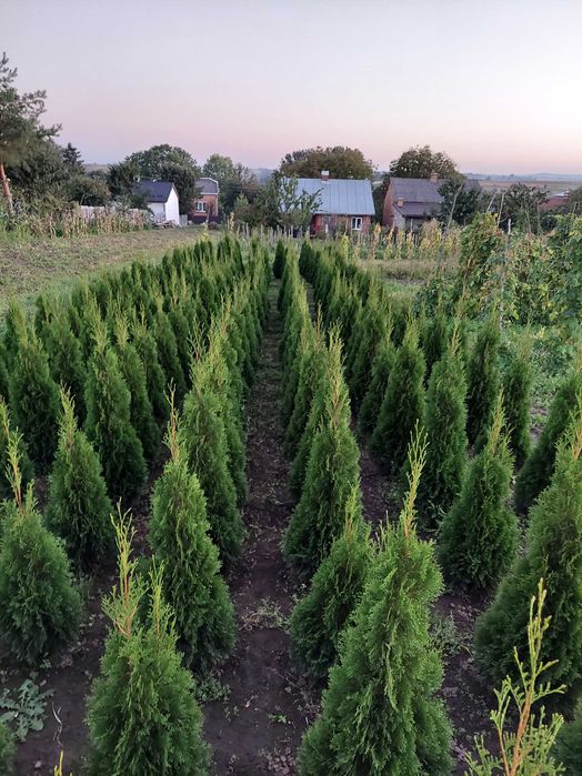Туя Смарагд колоновидна висотою 1-1,8м - пишні, підживлені