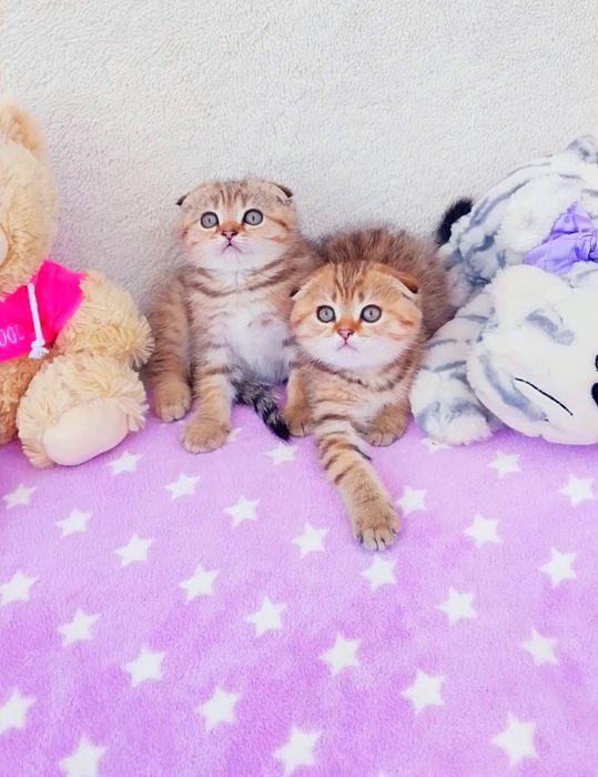 Чудо хлопчики ведмежатка