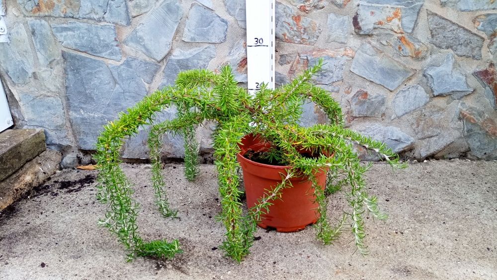 Planta de Feijoa e alecrim