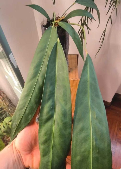 Anthurium Luxurians . Philodendron/Monstera