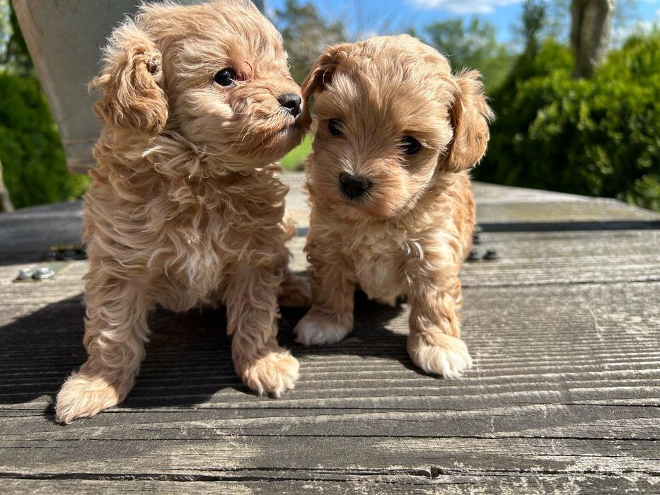 Szczeniak Maltipoo