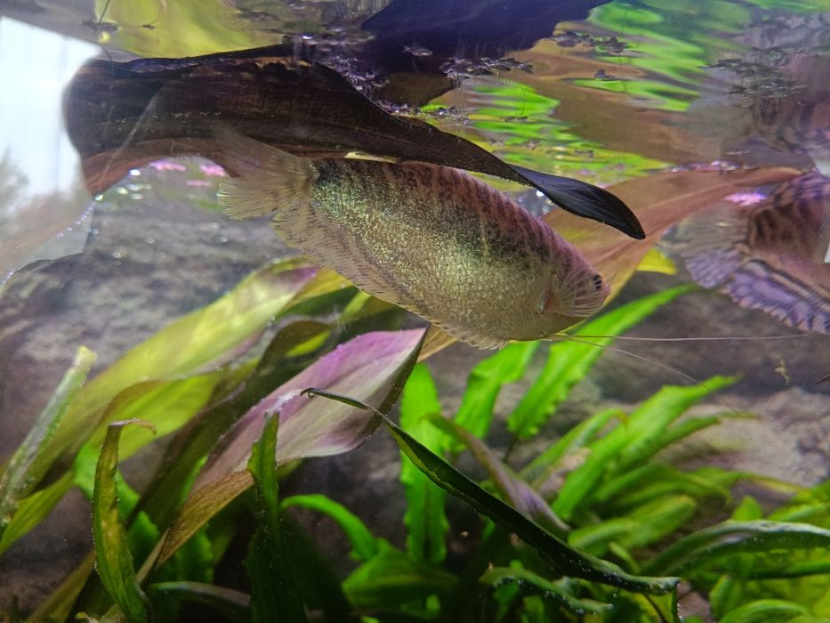 Gurami platynowe