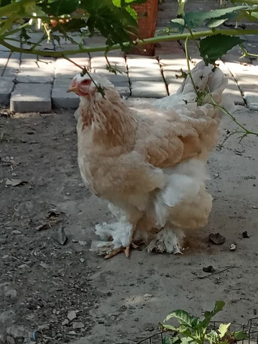 Инкубационные яйца курей брама