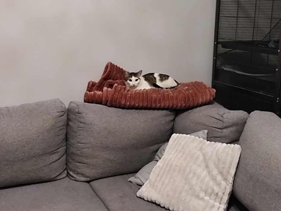 Feta szuka kochającego domu