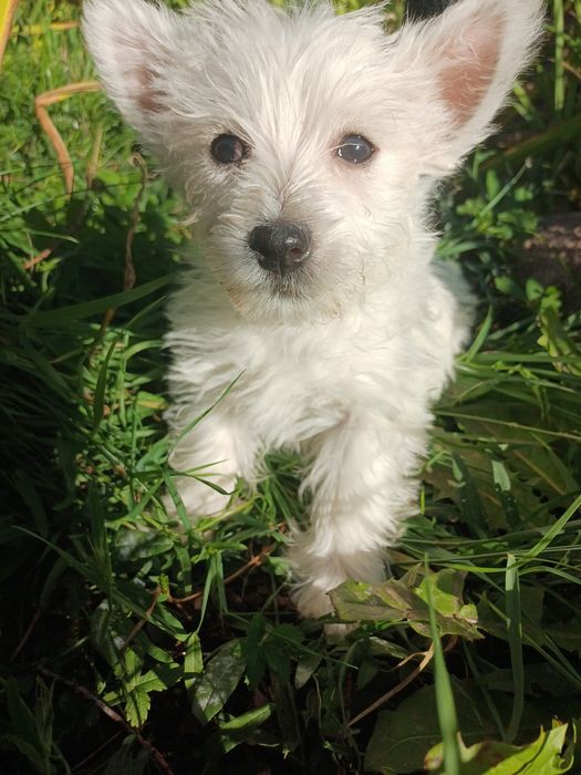 Whest highland white terrier