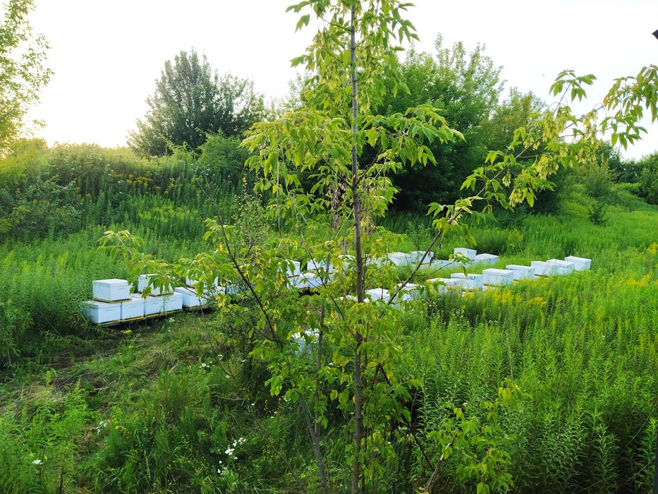 Продам бджолопакети 100 шт Карніка