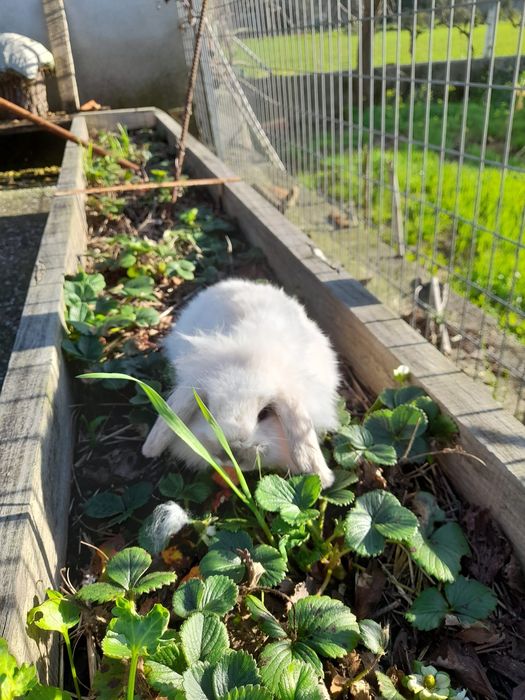Coelhos anões Mini Lop