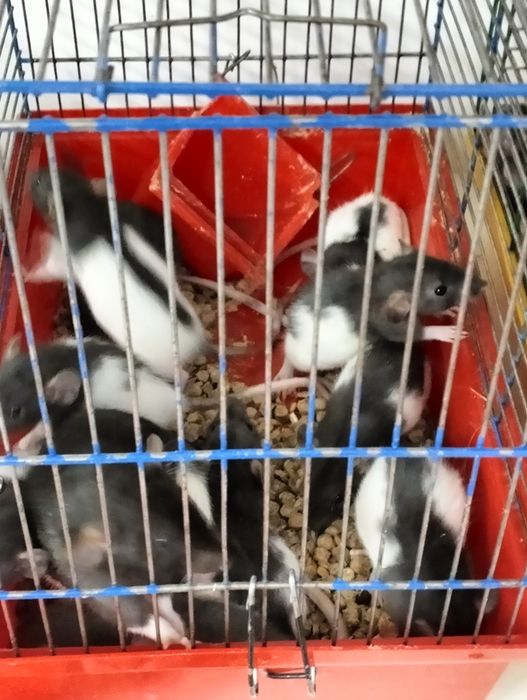 Щурик...кролик...