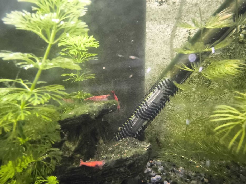 Camarões Neocaridina Red Cherry
