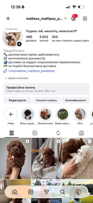 Красуня пудель той