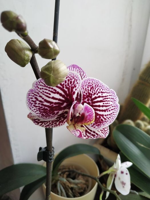 Продам домашні сортові орхідеі