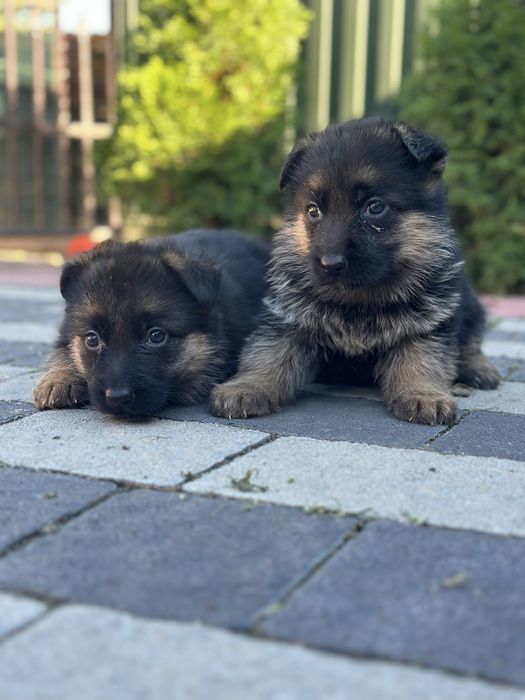 Цуценята німецької вівчарки