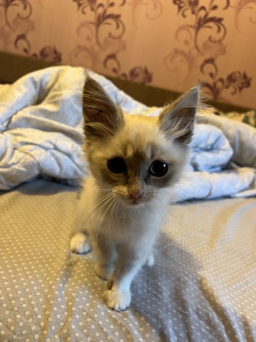 Кошеня дівчинка