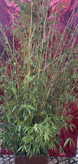 Plantas diversas em vasos (crassula, espada s.jorge, bambu)