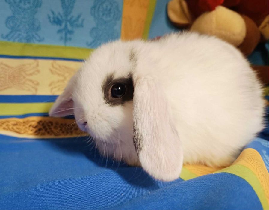 Sprzedam króliczki mini loop mini lop niebieskookie białe