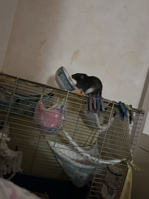 продам пацючків з кліткою