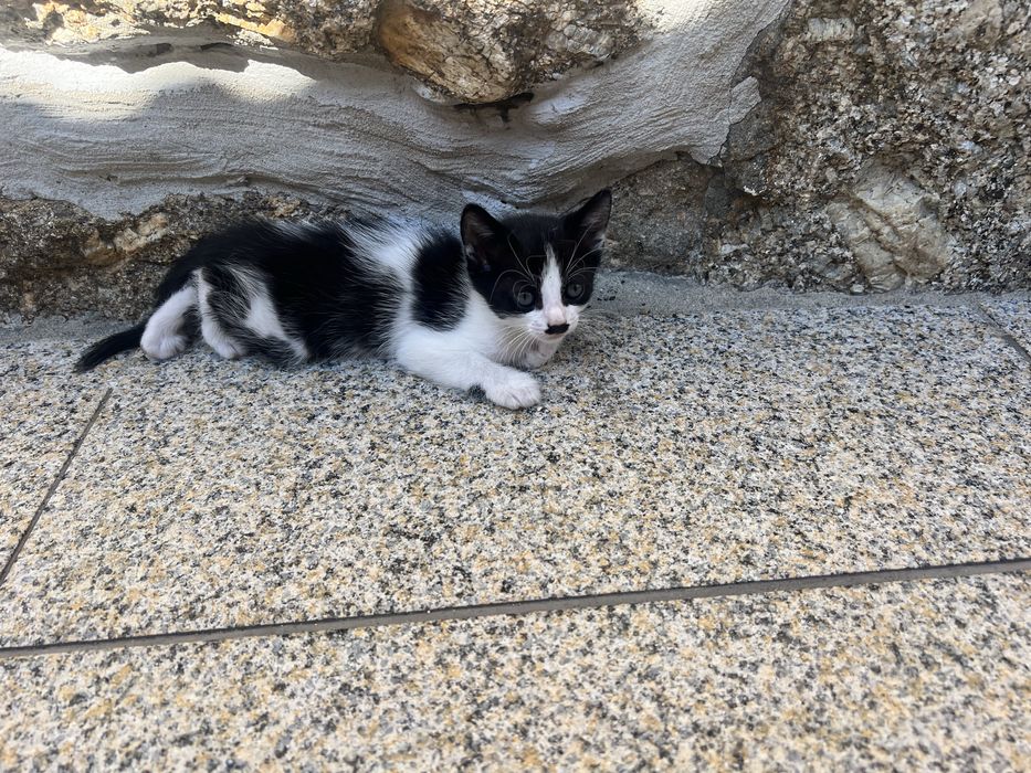 Gatinhos para adoçao