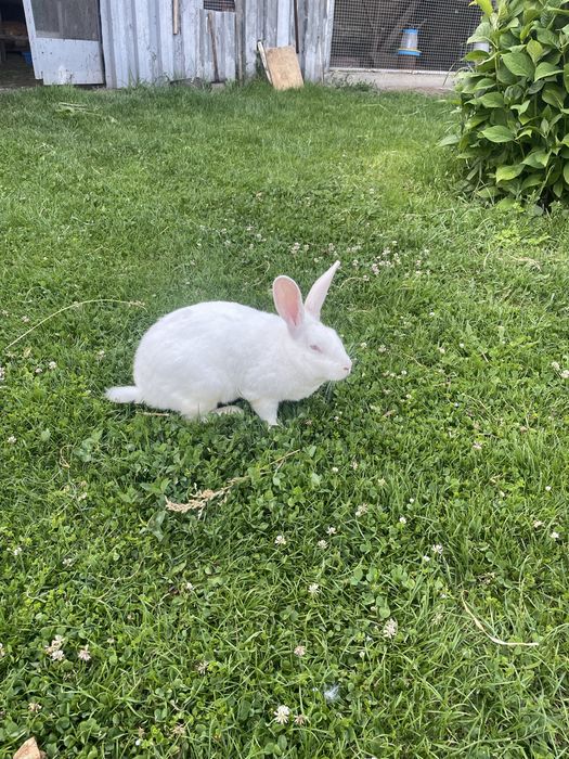 Продам Кролі 1 самка, 1 самець, молодняк 3 шуки