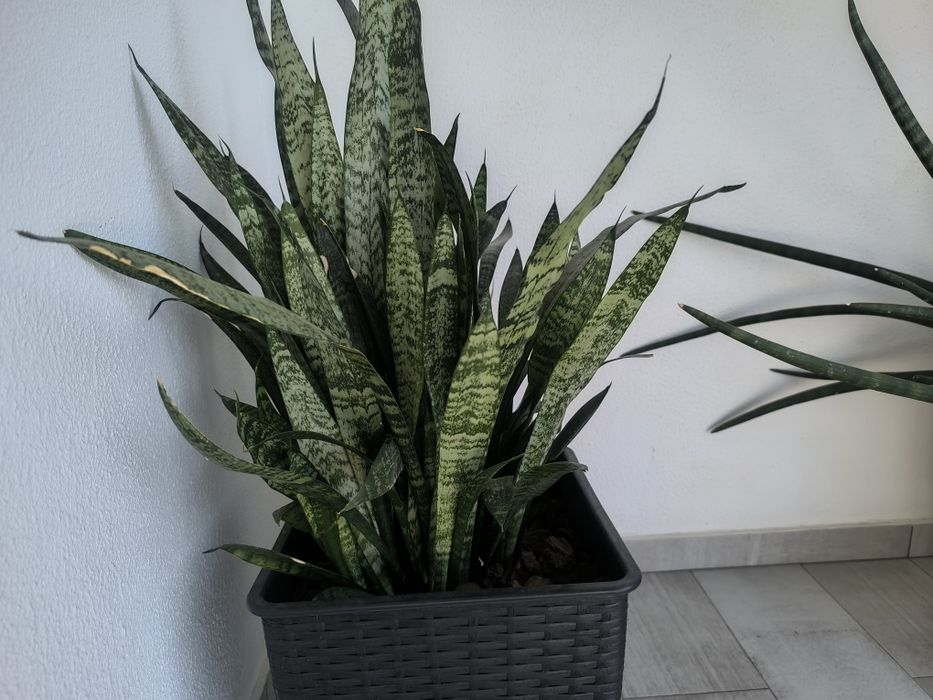 Espada-de-São-Jorge (Sansevieria trifasciata)