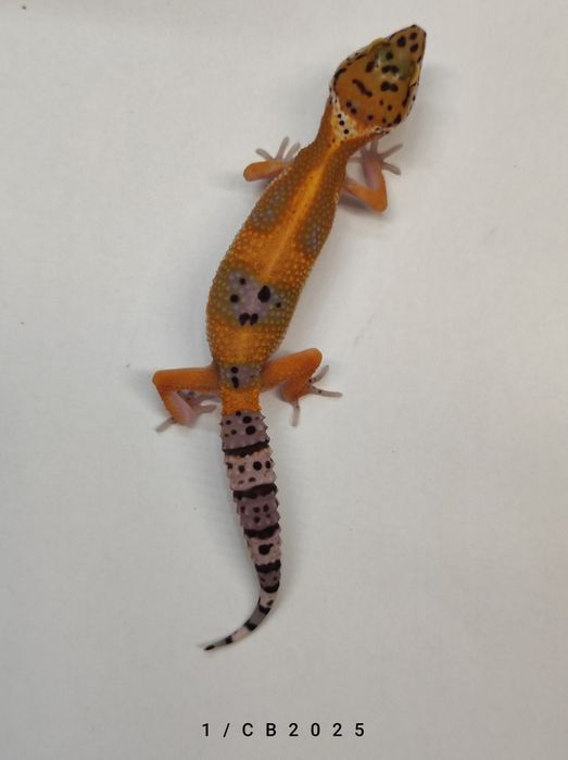 Gekon Lamparci Młode Samiczki Warszawa