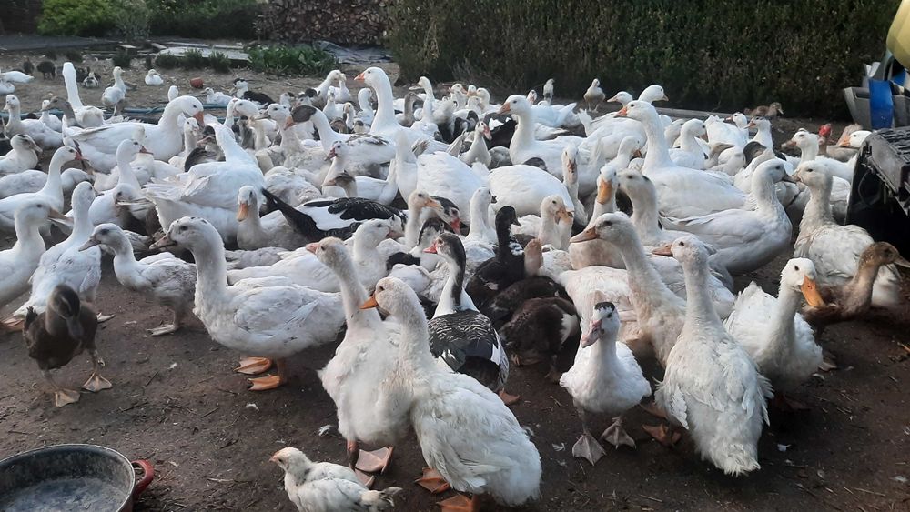 świąteczne kaczki gęsi tuszki z chowu przydomowego