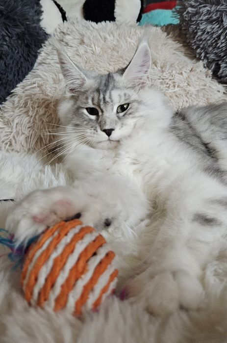 Koteczka długie futerko Maine Coon srebrzysty FPL
