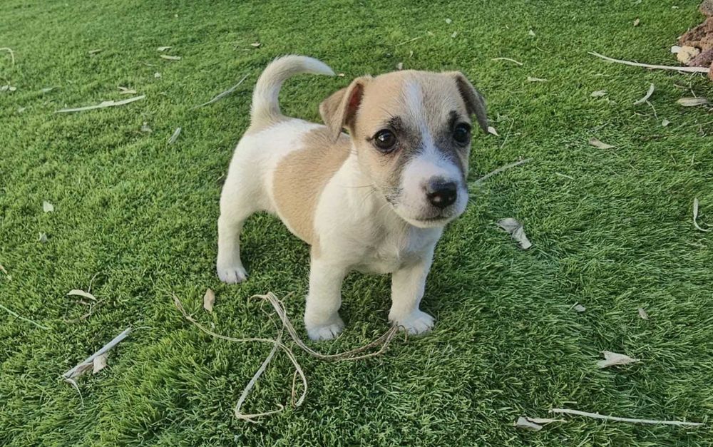 Magnífico Jack Russell Terrier Puro