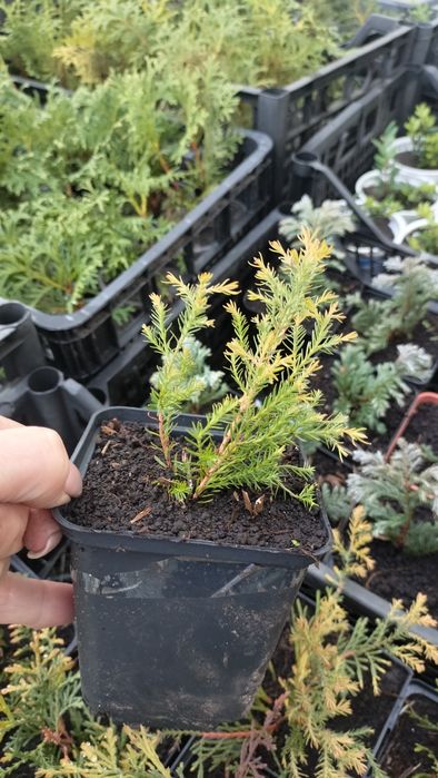 Туя вересковидная голубая. Укорененные черенки